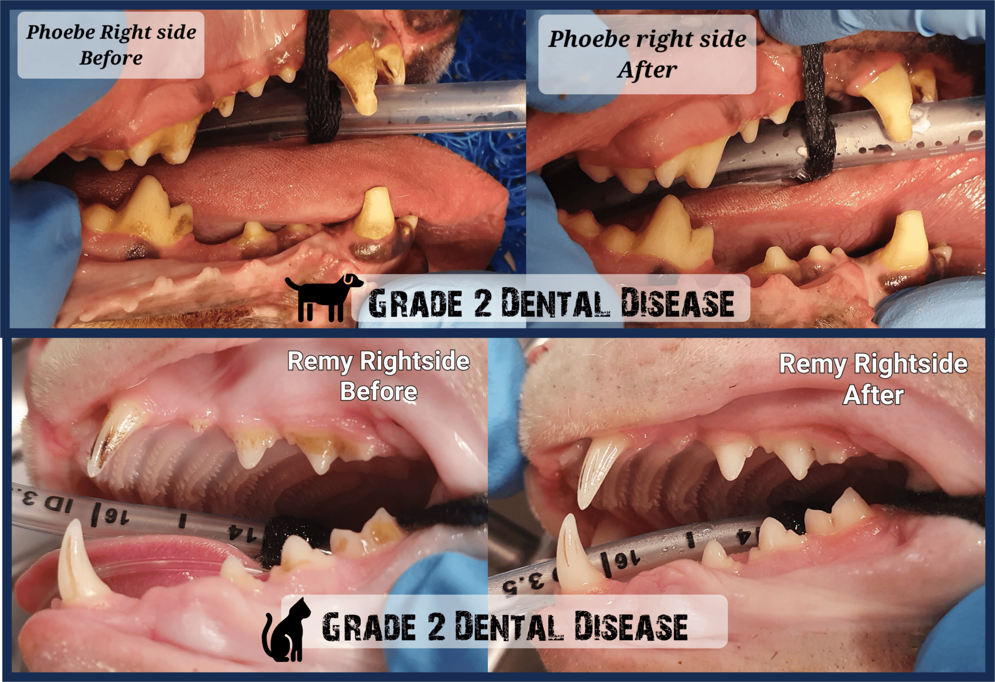 vet-dentistry-berwick-clyde-vet