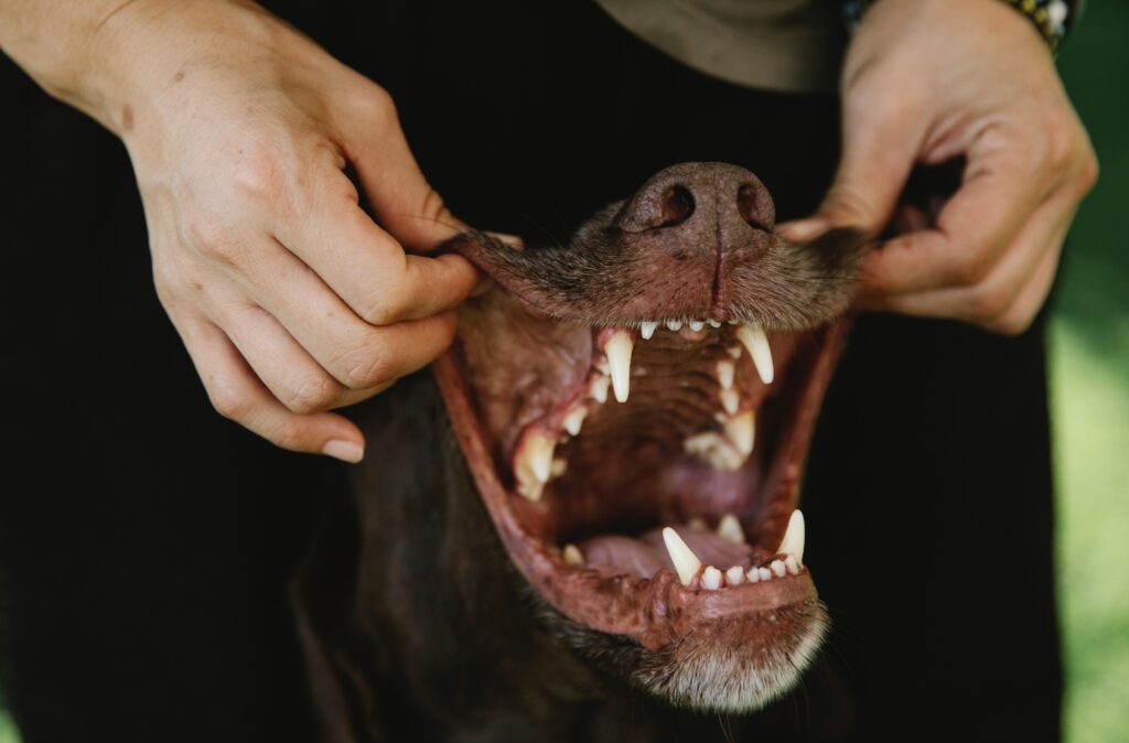 dog teeth