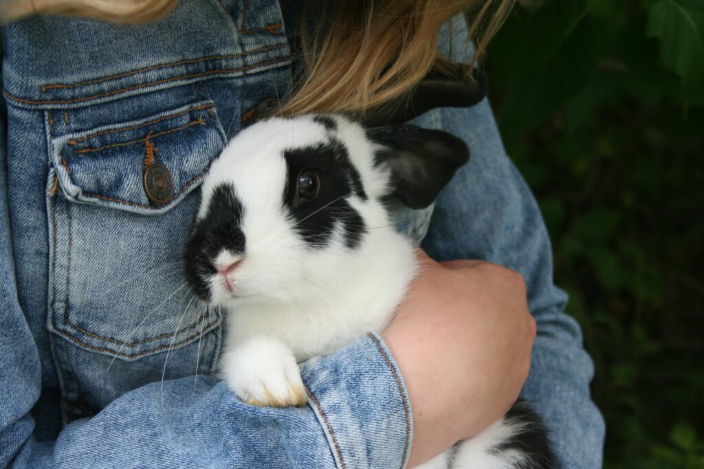 Rabbit Care - Berwick Clyde Vet