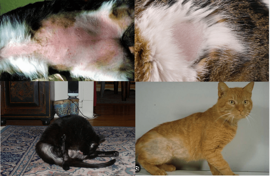 A cat with bald patches from excessive licking