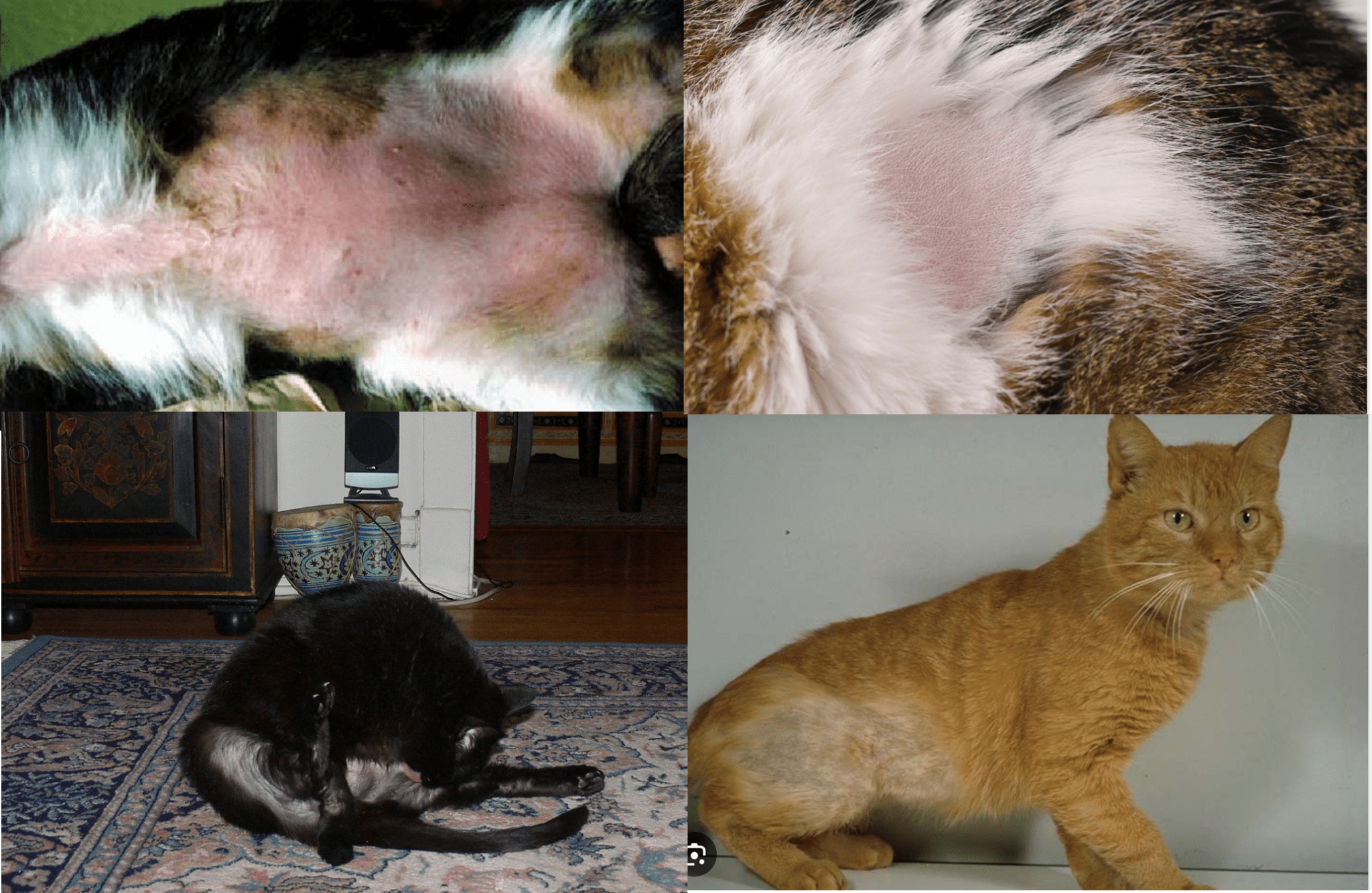 Why does my cat lick and scratch so much? - Berwick Clyde Vet
