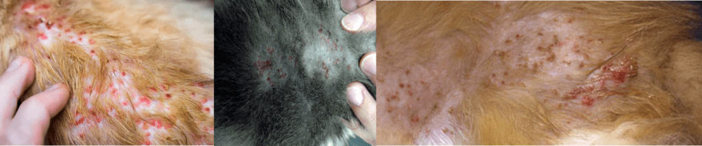 Photos of dermatitis on cats