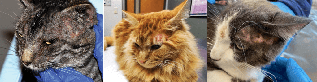 Examples of excoriations on cats from too much licking