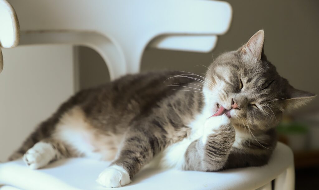 A sleepy cat licking itself