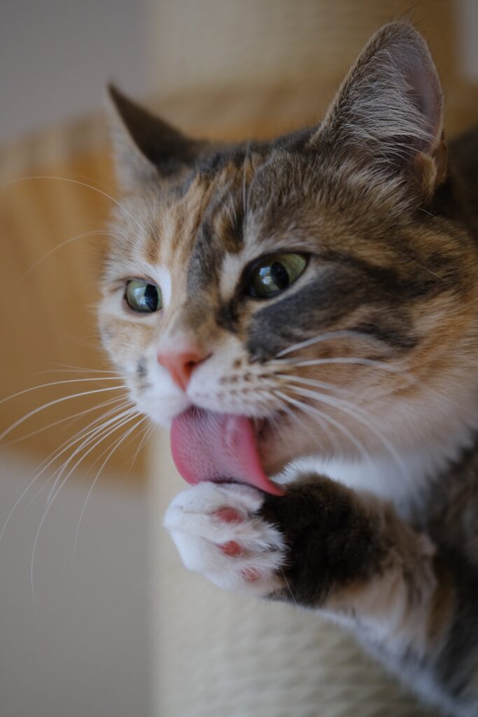 A happy cat licking a paw