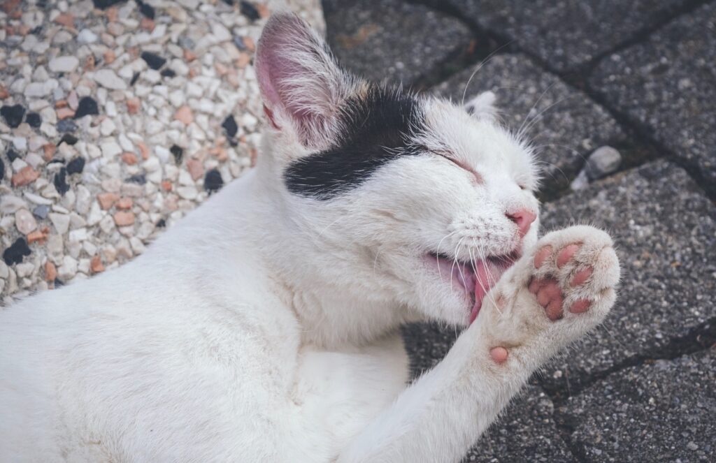 A cat lying down licking its paw