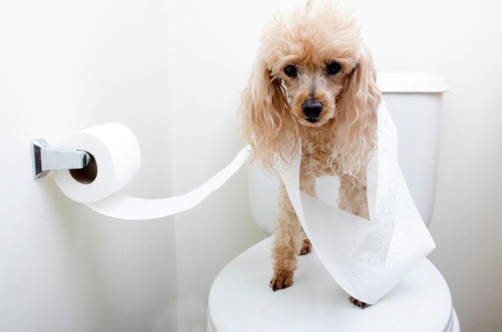 A dog wrapped up in toilet paper