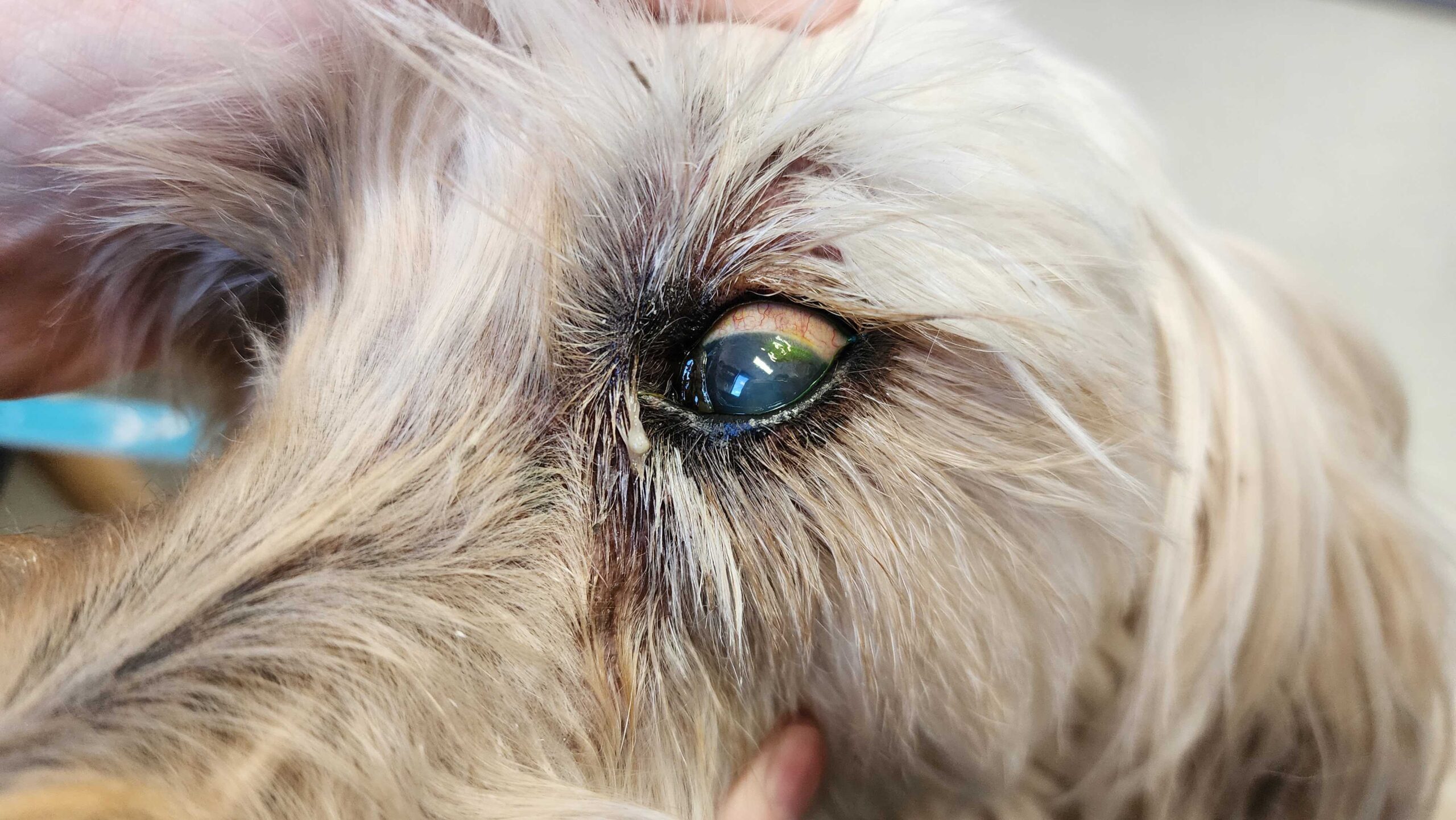 close up of a dog’s eye