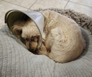 a dog recovering with a cone