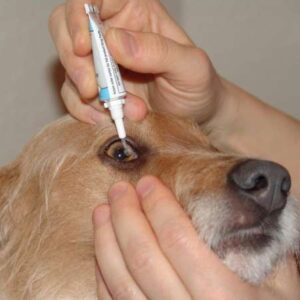 a vet adding drops to a dog’s eye