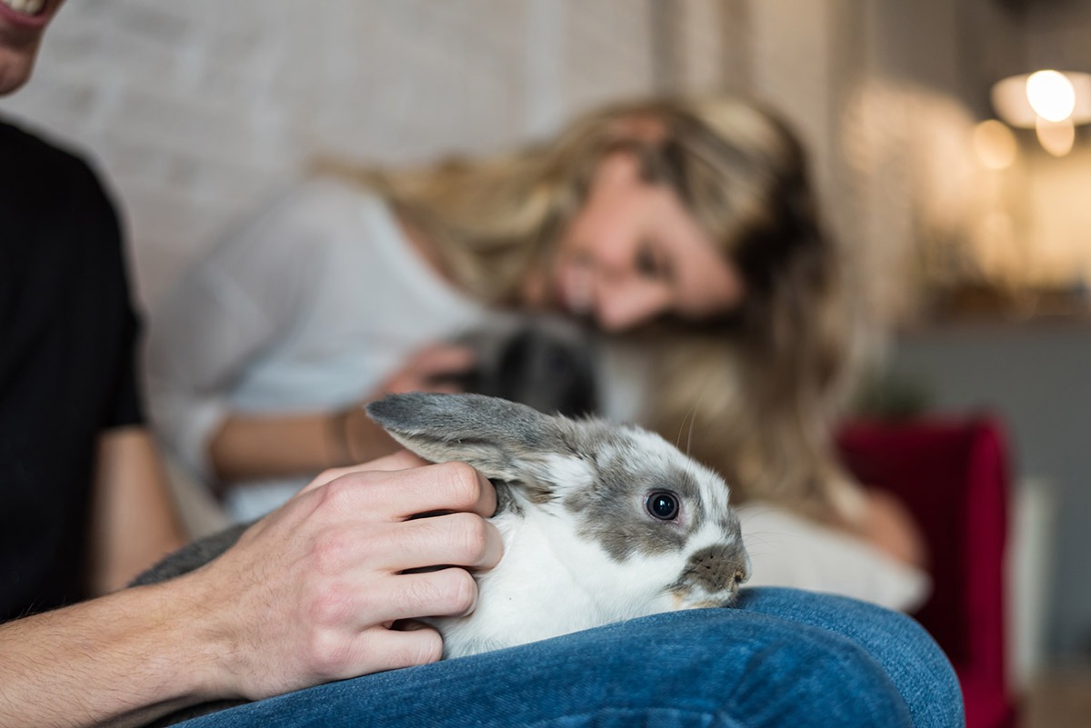 happy bunny in a home
