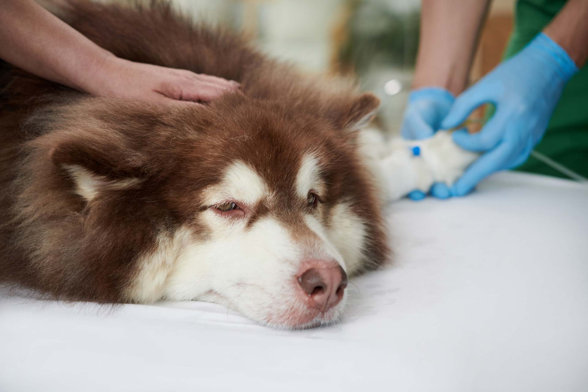 a dog on an IV after ingesting a toxin