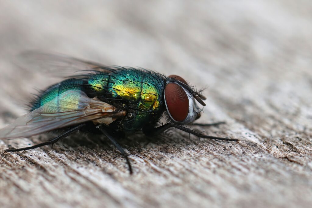 Flystrike in Rabbits - Berwick Clyde Vet