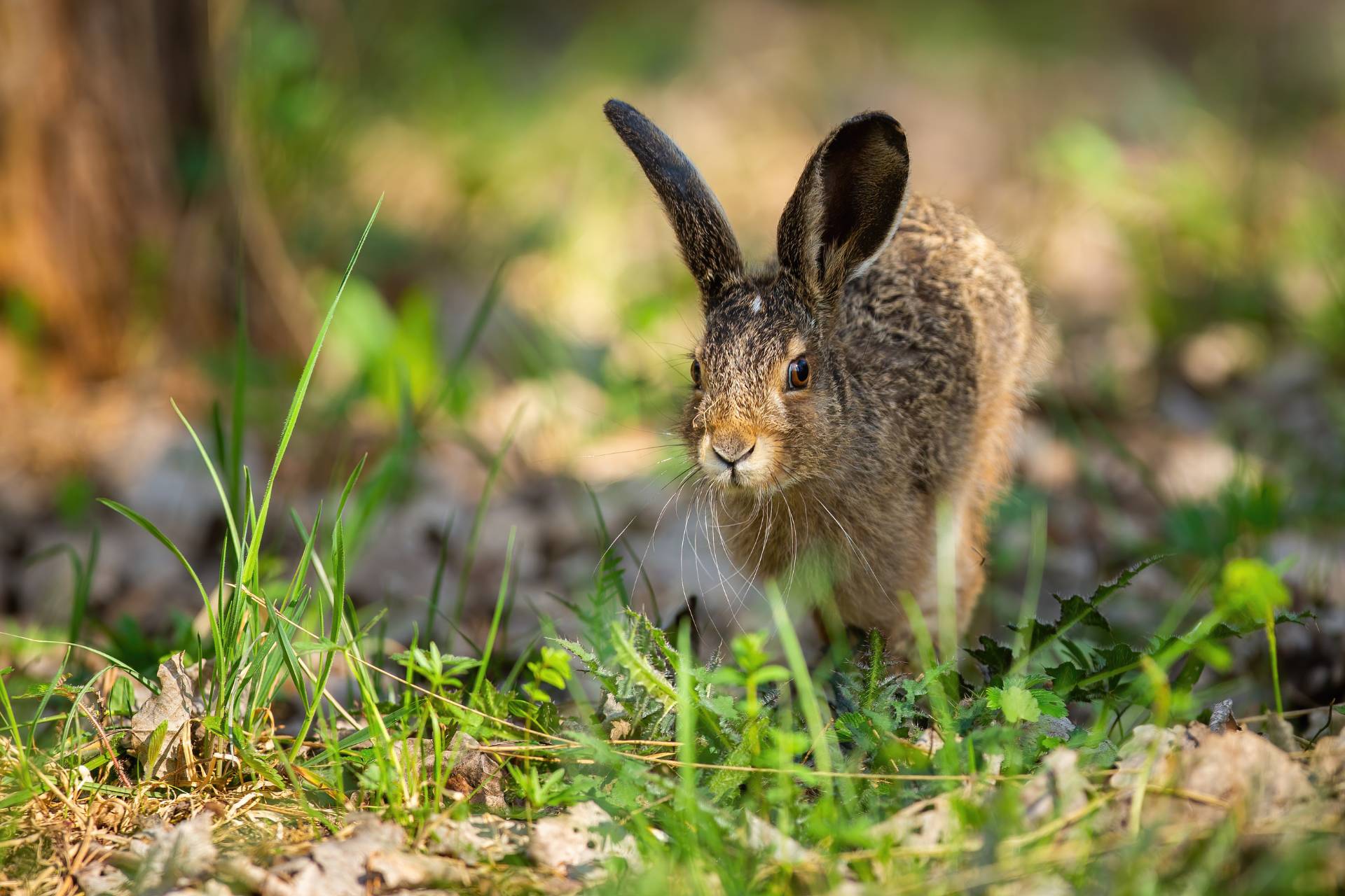 a wild rabbit around Victoria