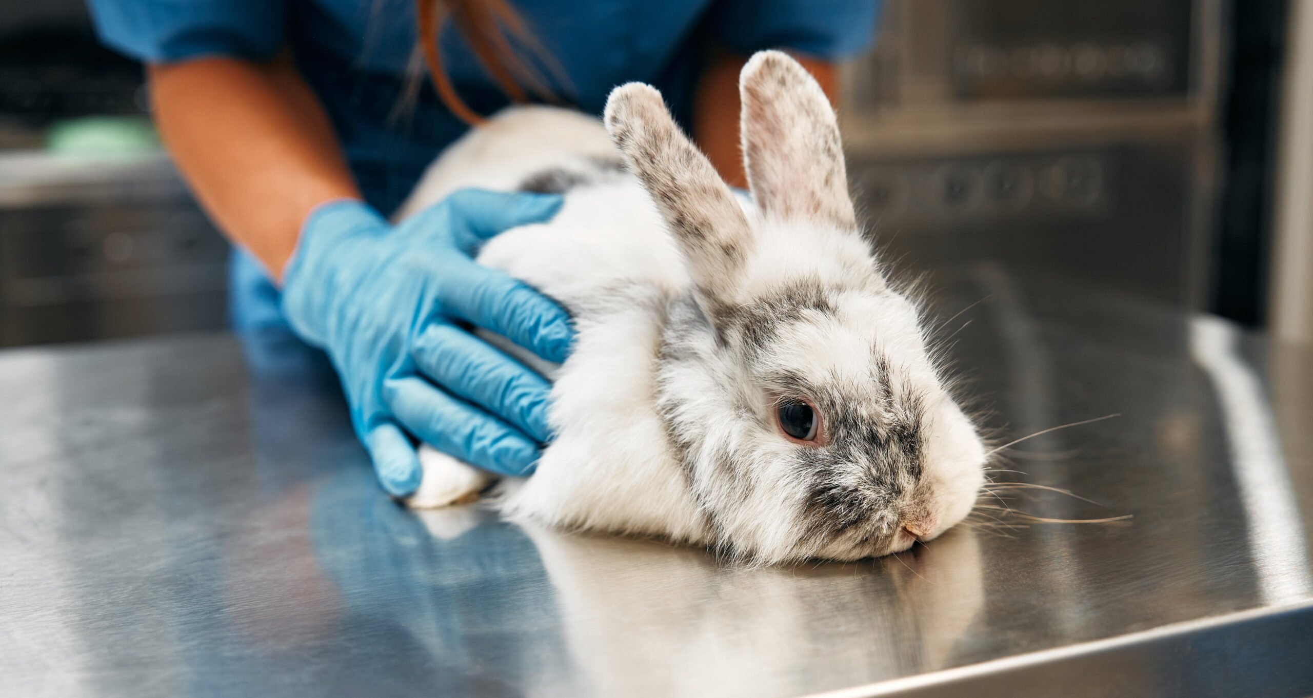 a rabbit being examined by a vet