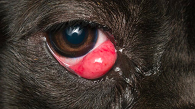 cherry eye on a dog