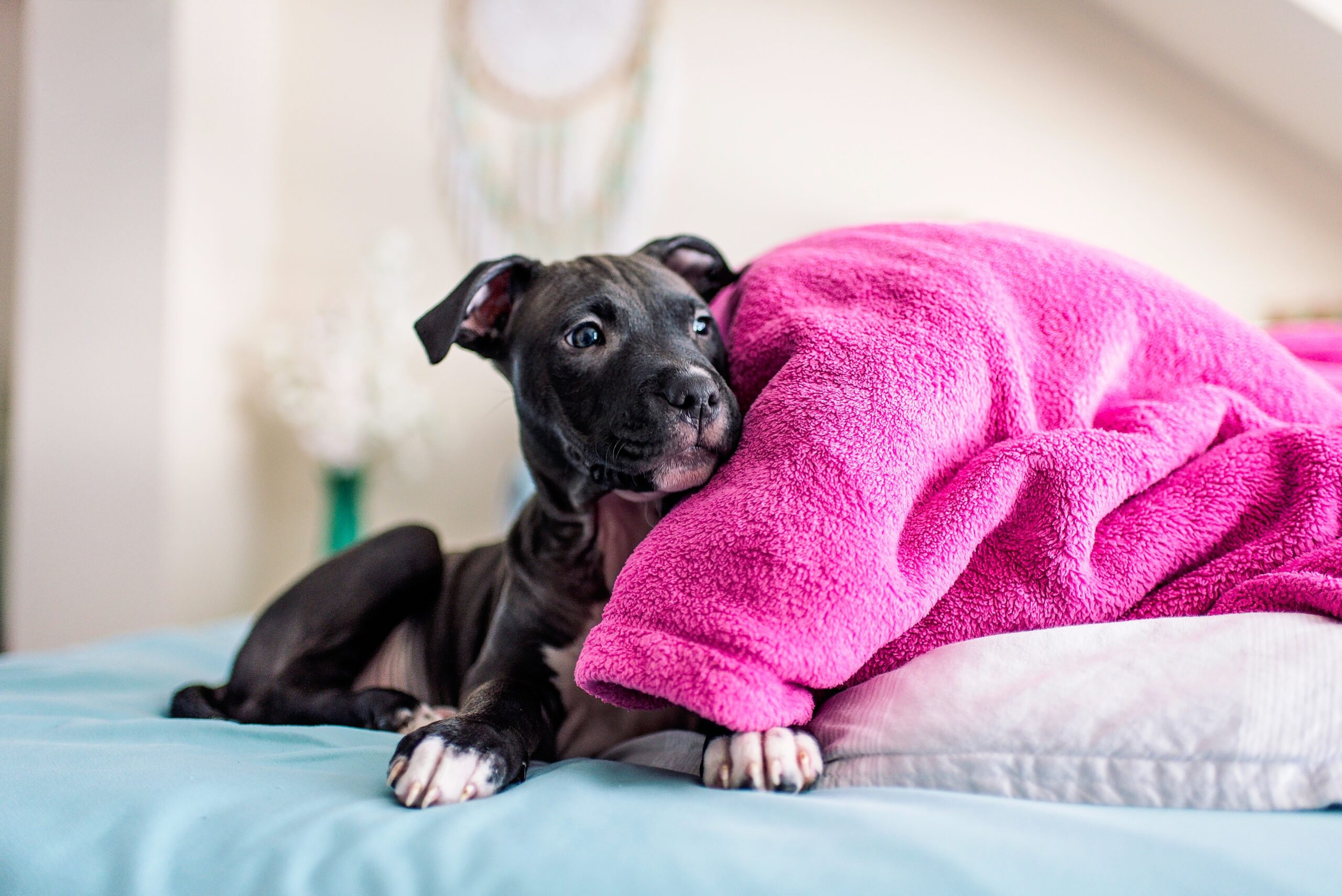 a puppy lying on a bed