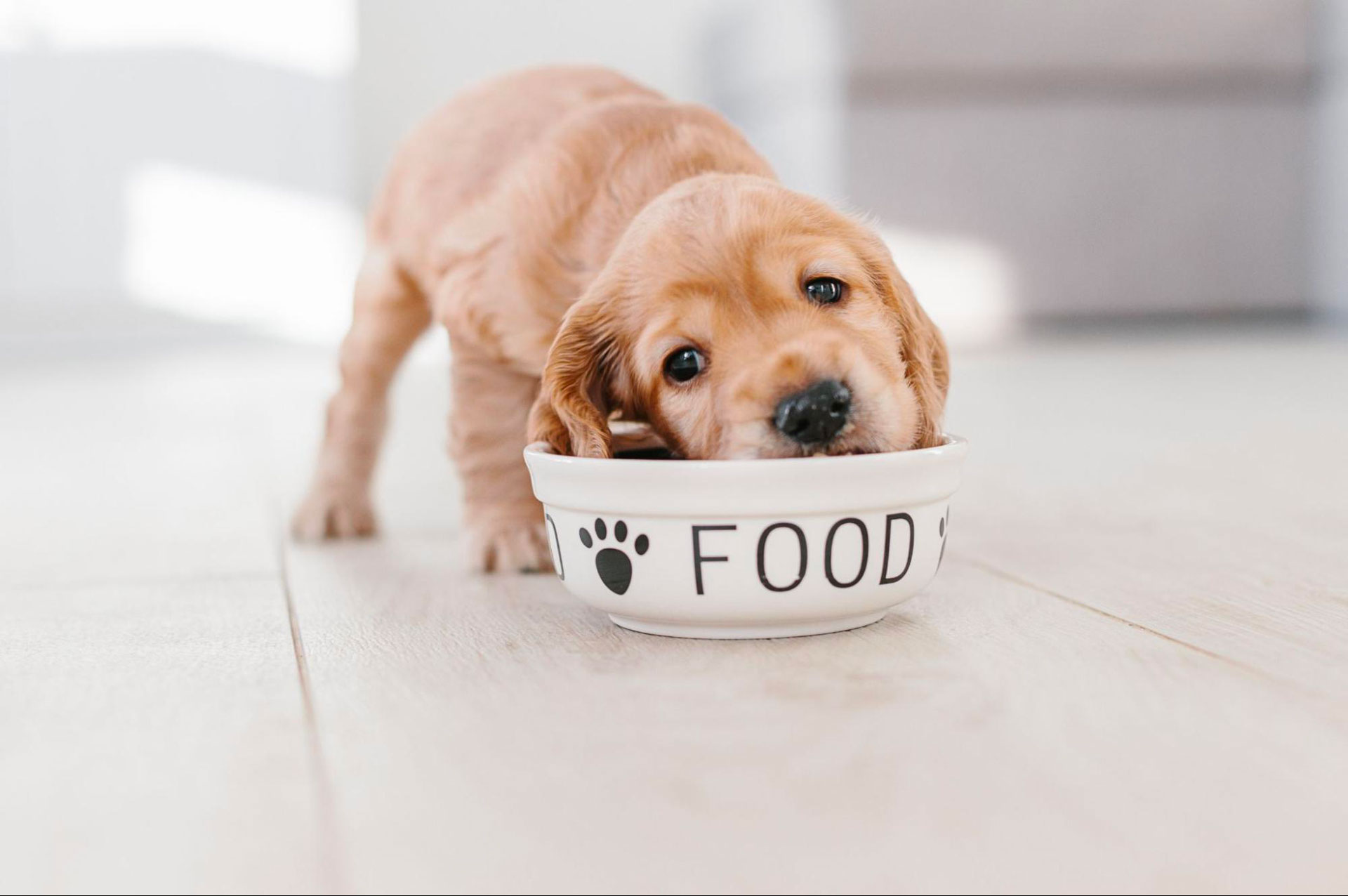 a puppy eating from a bowl of food
