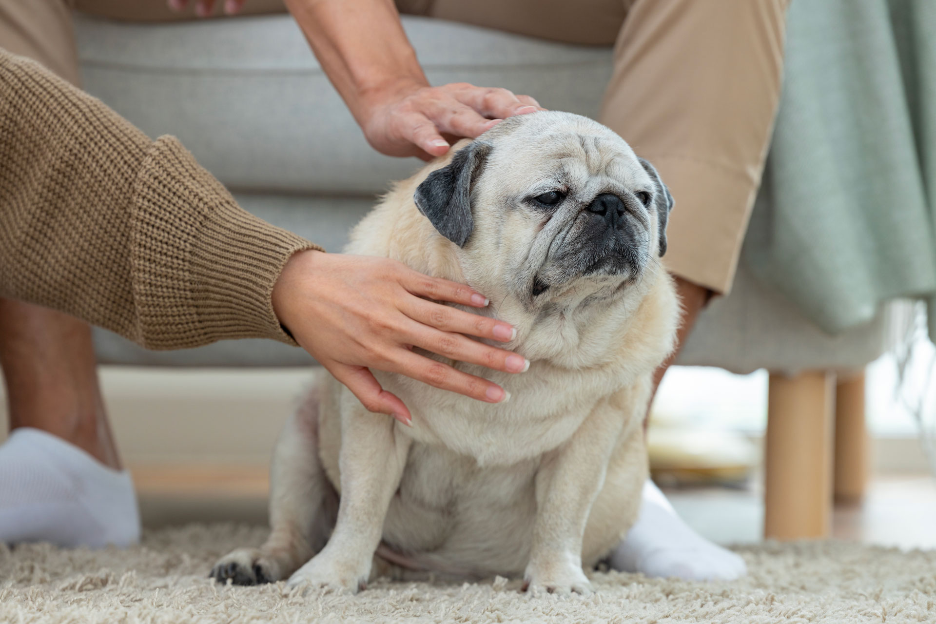 couple petting an overweight dog