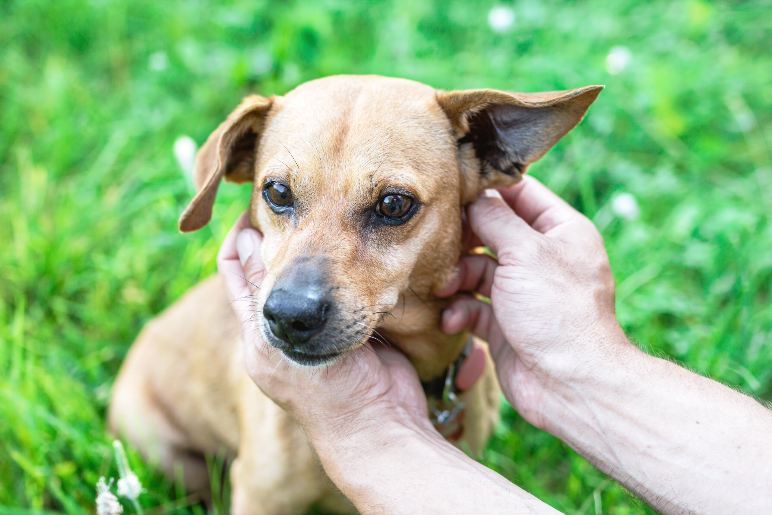 inspecting a dog’s ear for infection