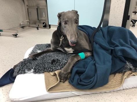 popcorn the greyhound being prepared for an amputation of a limb