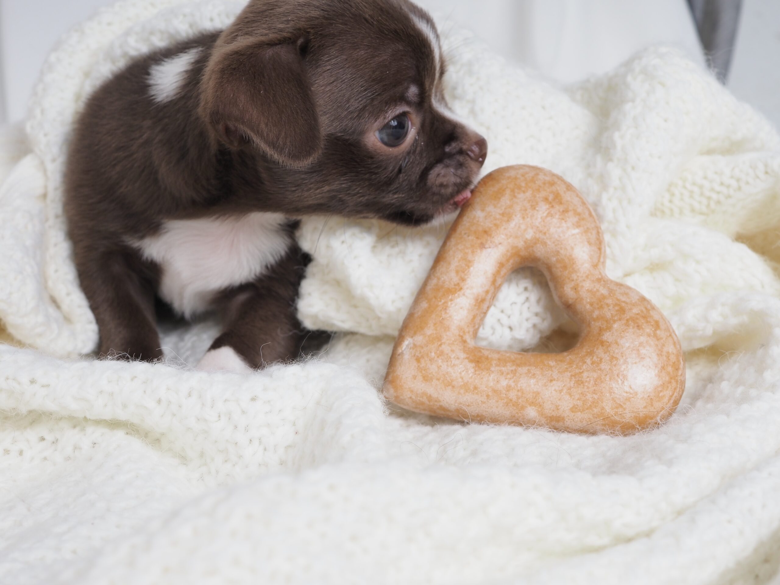 chihuahua puppy beside a heart