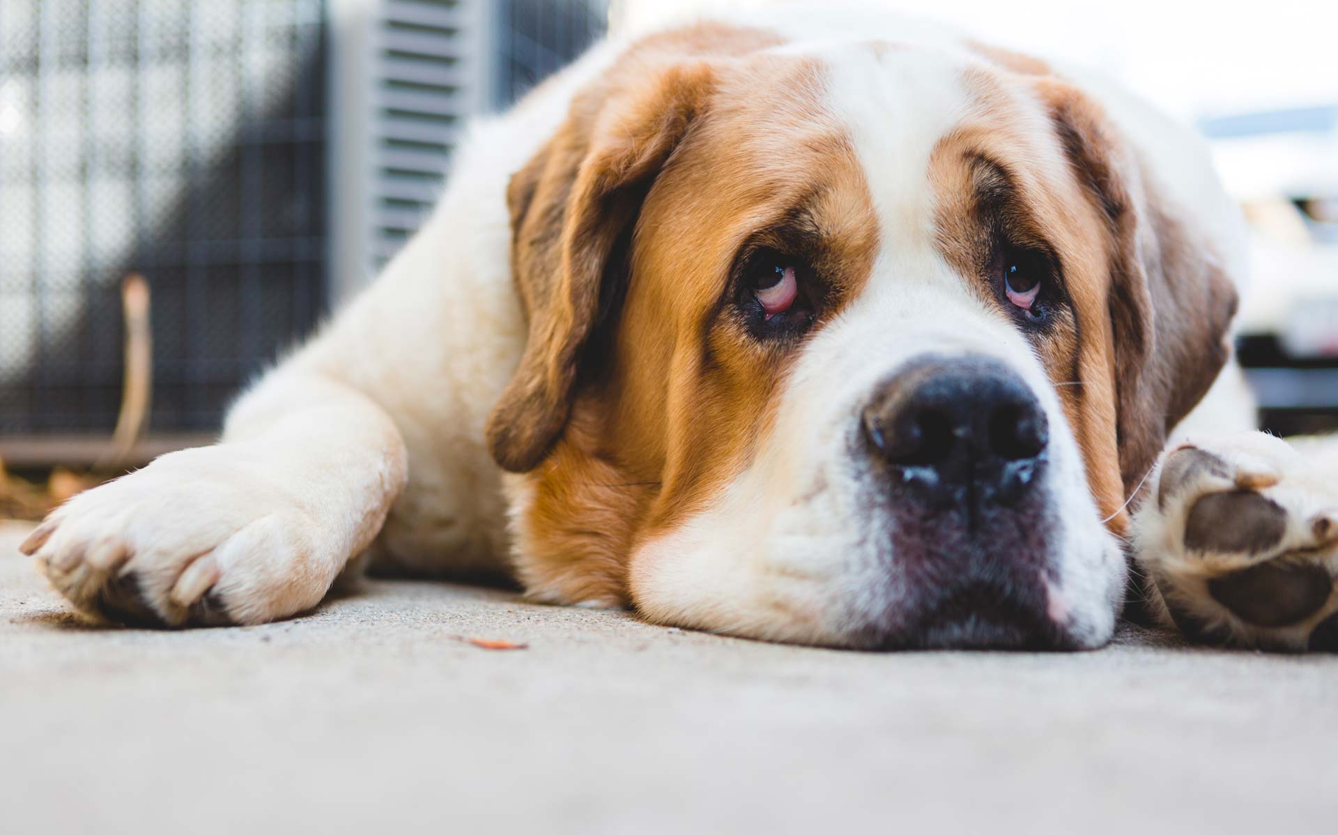 a dog looking sad and sick