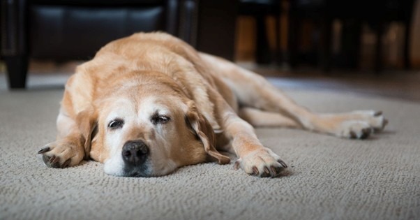 Dog Arthritis - Recognising Signs | Berwick Clyde Vet