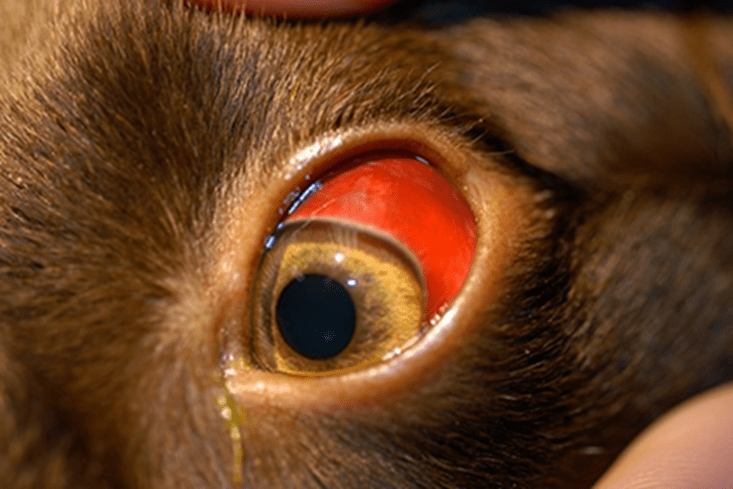 close up of a dog’s eye