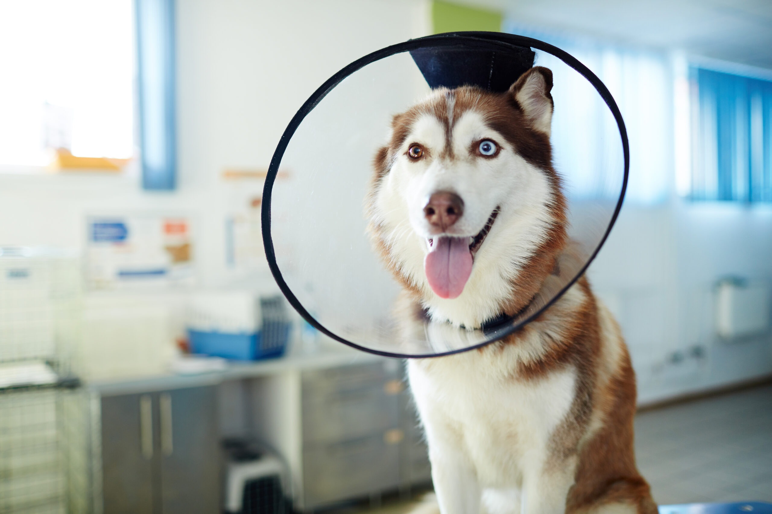 dog wearing a cone of shame