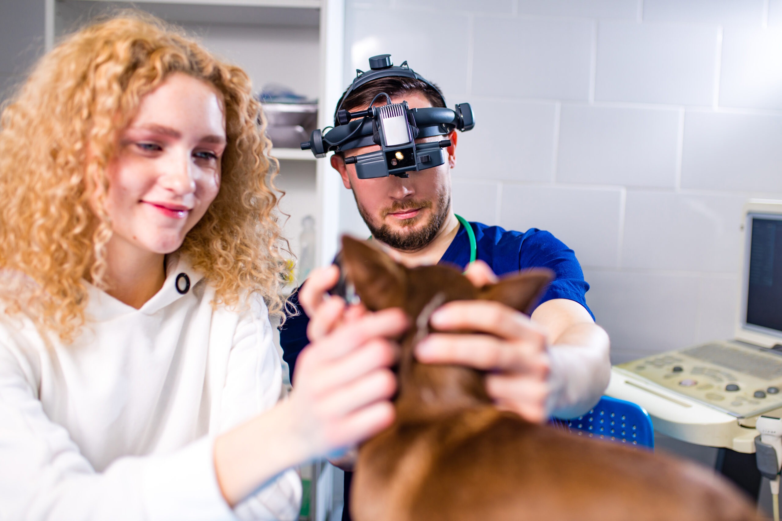 vet examining a dog’s eyes
