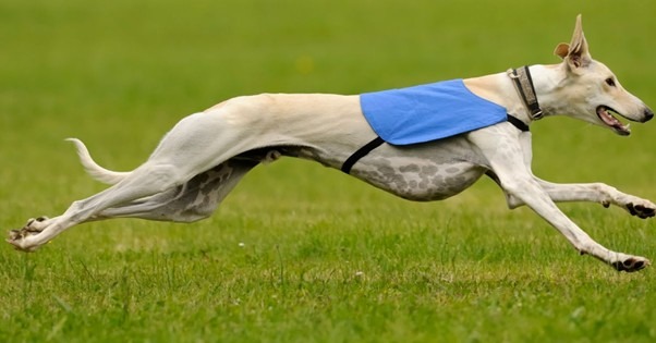 a greyhound running