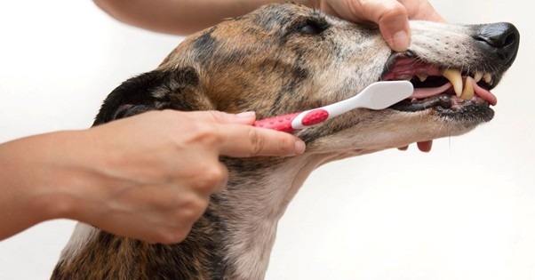 brushing a greyhound’s teeth