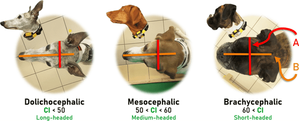 greyhound head shape comparison