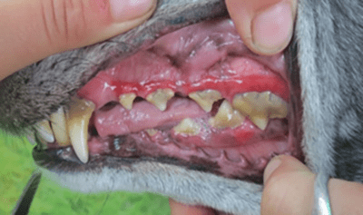 the teeth of a greyhound