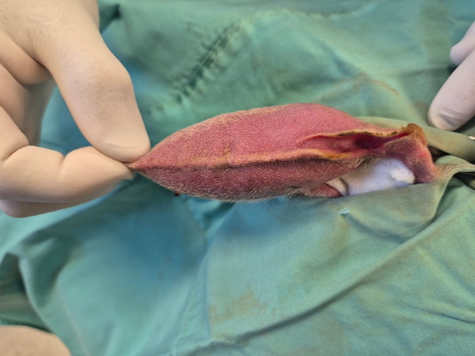 A sideways look at a dog’s ear swollen due to an Aural Haematoma