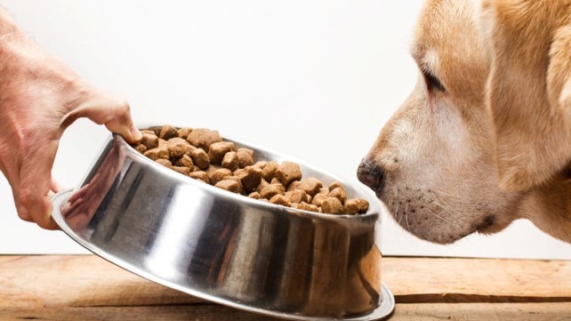 a dog looking into a bowl of kibble