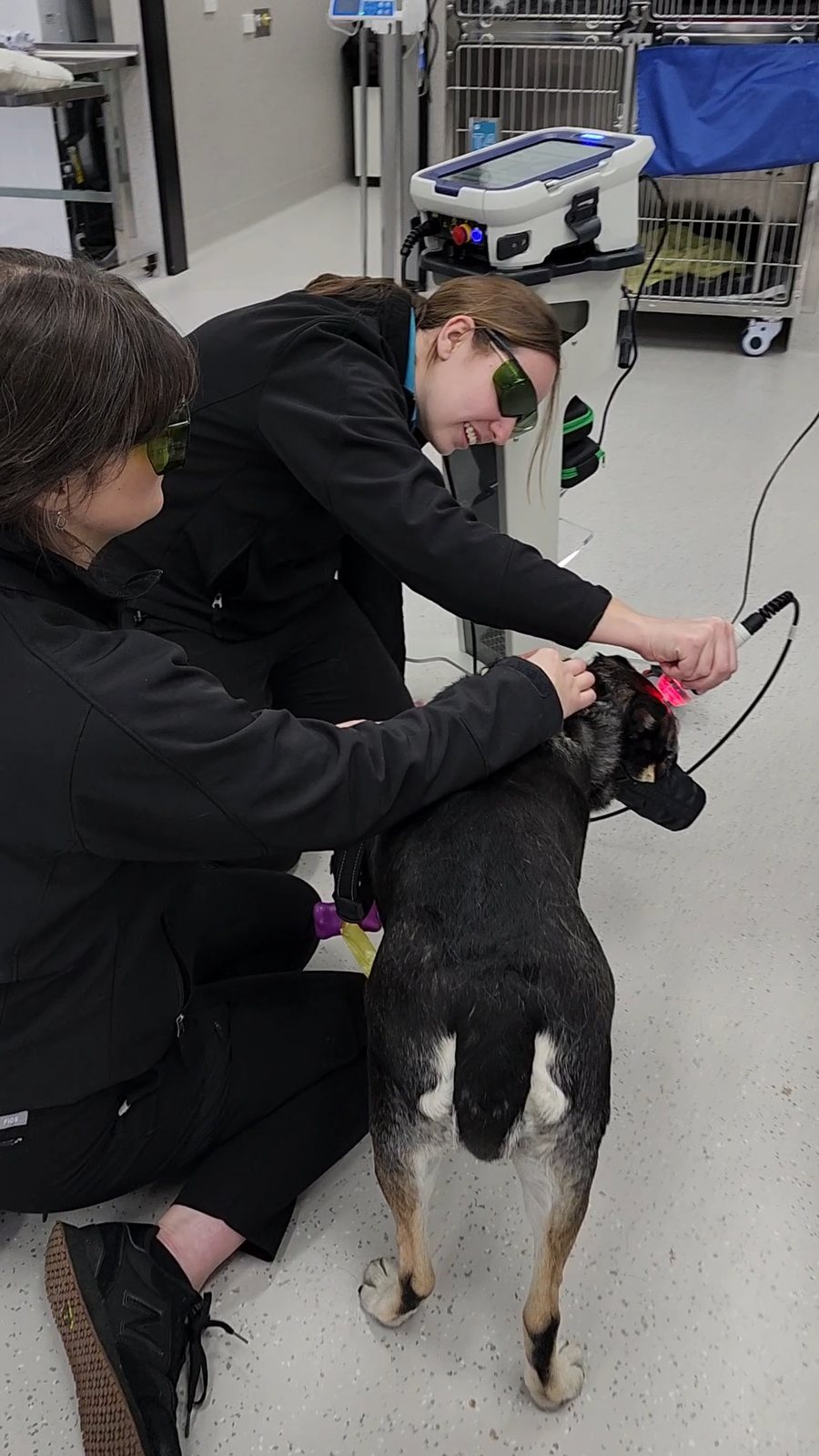 Vet nurse treating a standing dog's neck with a therapy laser while a colleague steadies him